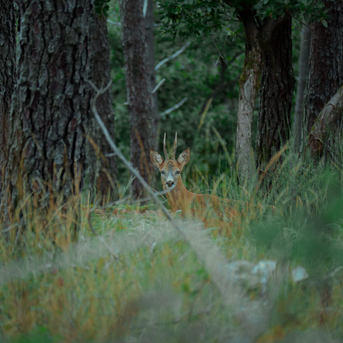 wildlife_unit's tweet photo. This week on #WildlifeWednesday, we share a sight 👀of a male roe deer (Capreolus capreolus) in the Lousã Mountains 🇵🇹

#wildlifephotography 
📸 @theungulateguy https://t.co/ia2dy3tGTJ