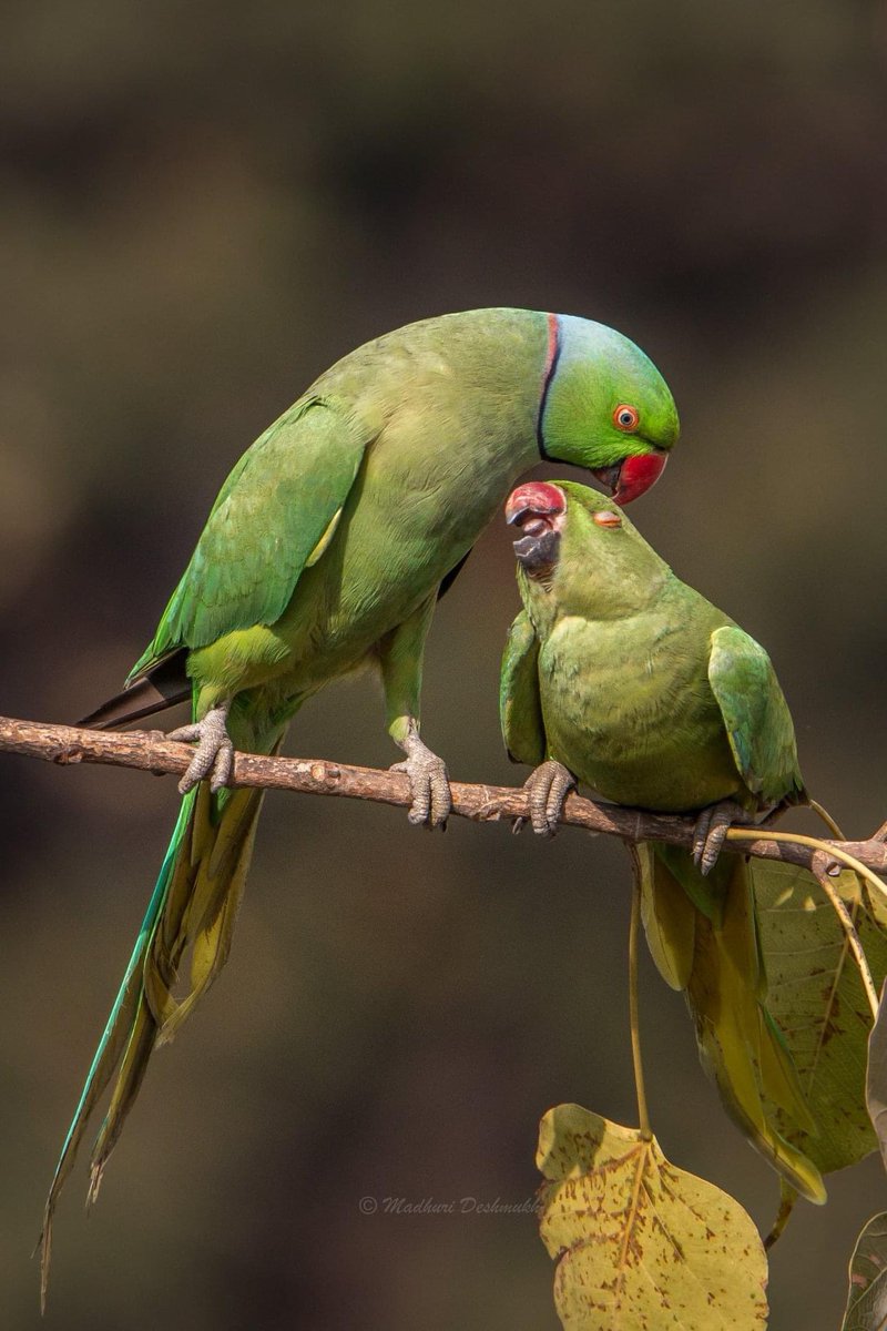 Rose Ringed Parakeet pair… caught in a tender moment ❤️ #Duos #WindowShot At Vile Parle East, Mumbai, India