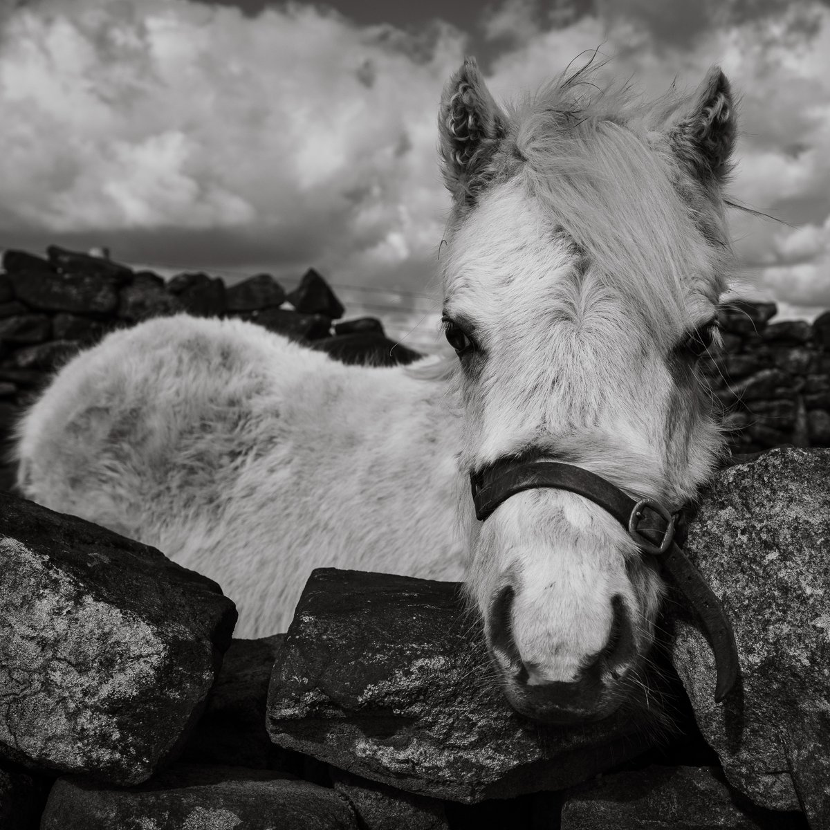 basculeteller's tweet photo. Shy little horse #photography #landscape #Yorkshire #RoydMoor #Thurlstone #Penistone #PeakDistrict #7km #Flâneur #psychogeography #DarkFairytale #RuralMarginalia #bw #BlackAndWhite #monochrome #SonyFE1635PZf4 https://t.co/zIMUyO3Hnl