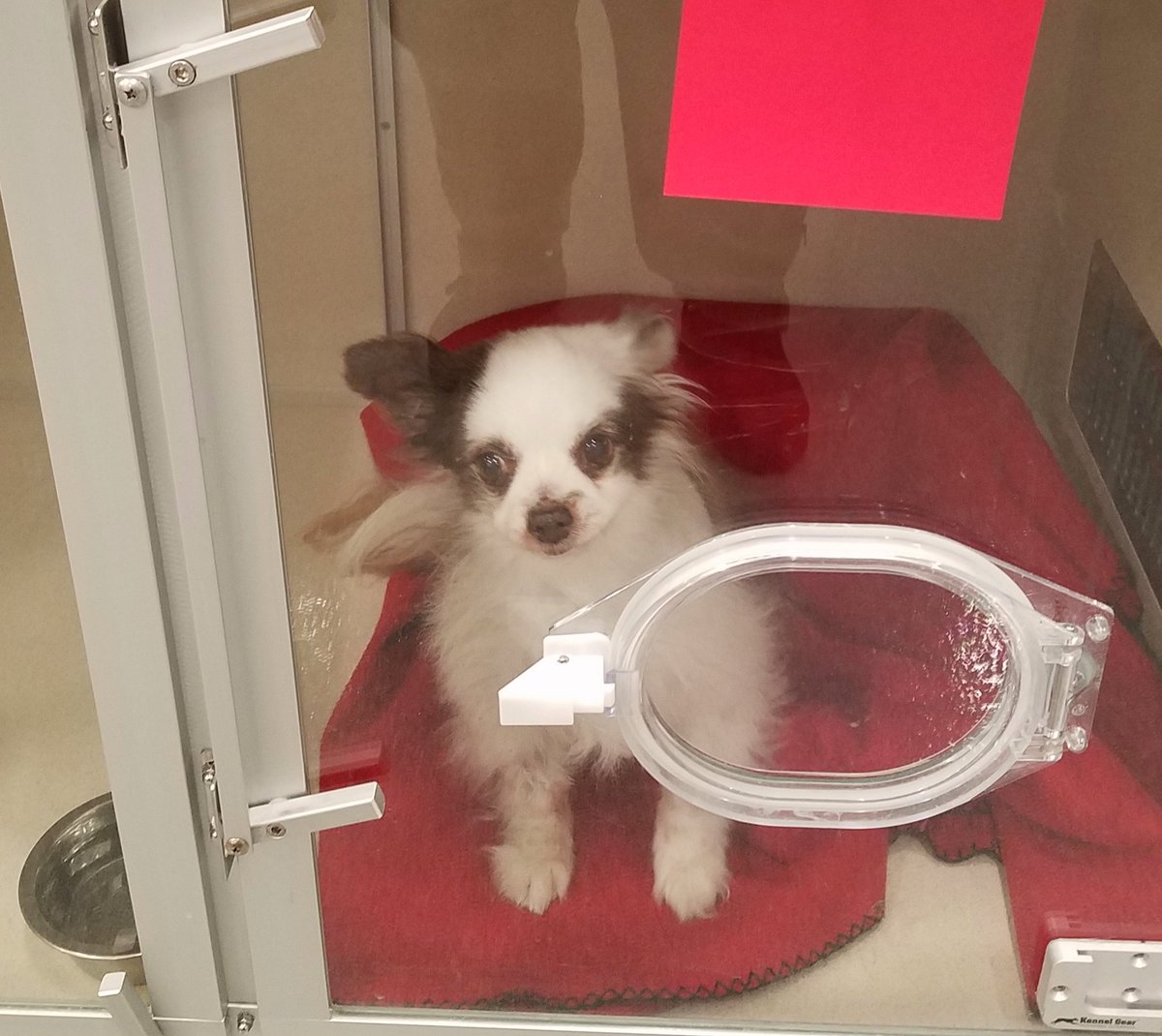 🚨HOSPITAL PUPDATE🚨
I had to transport Charlie to a bigger Vet Hospital 100 miles away.
He spent the night in ICU, and is with a Cardiologist this morning.🙏
He sends Wuv from his Oxygen Chamber!❤
YOUR LOVE &amp; DONATIONS ARE A HUGE HELP!! Vet bill 5k now!
❤ Mama
RETWEET
#DogsofX