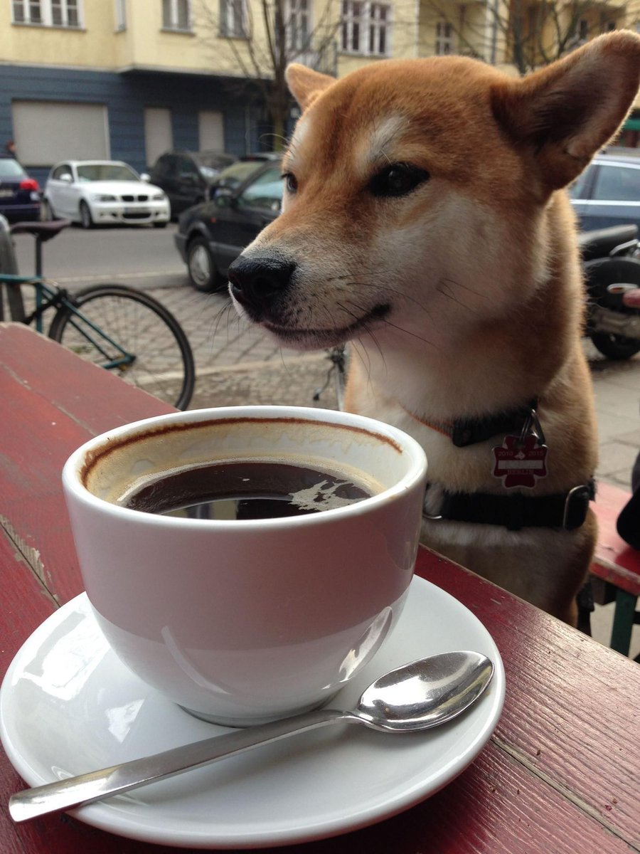 Shiba Inu News tweet media