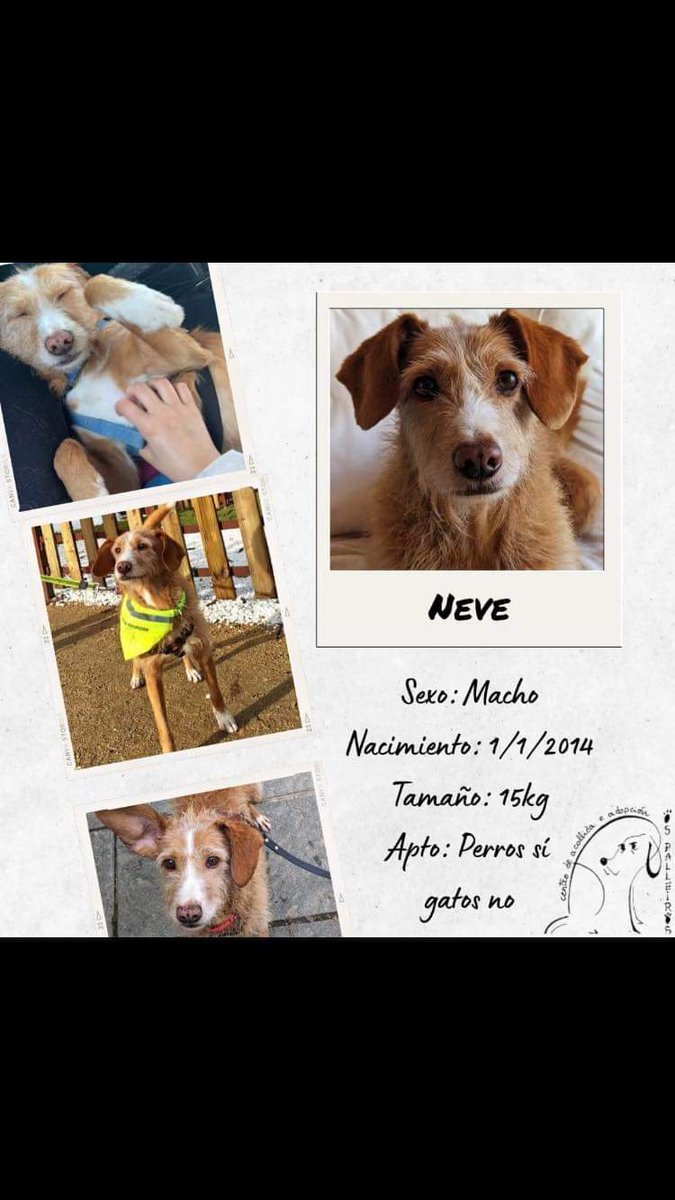 Neve! 
10 años y 8 ESPERANDO EN UNA PERRERA!

Está en Pontevedra pero puede viajar!
Ayuda‼️‼️‼️‼️

Necesita pasar sus últimos años en el amor de una familia!