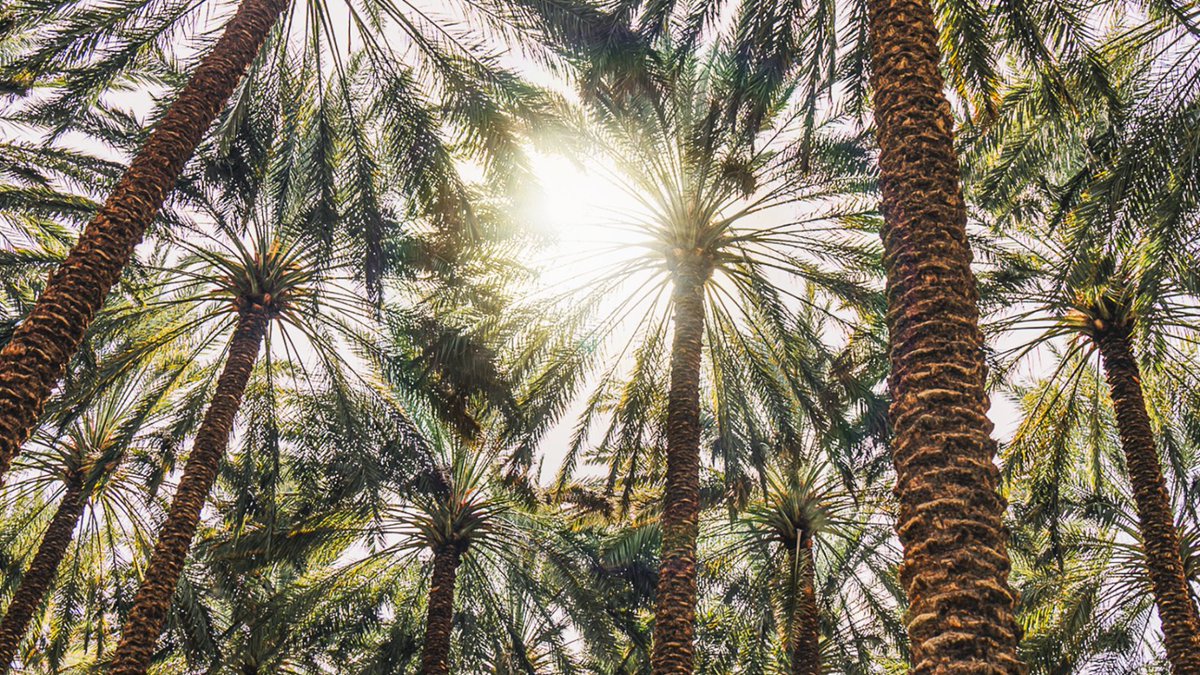 Surrounded by palms and citrus trees, the #AlUlaOasis is the perfect place to reset, reconnect and revitalise. Who would you share this experience with?

#AlUla #MeTime #Mindfulness #LuxuryTravel #ForeverRevitalising #ExperienceAlUla