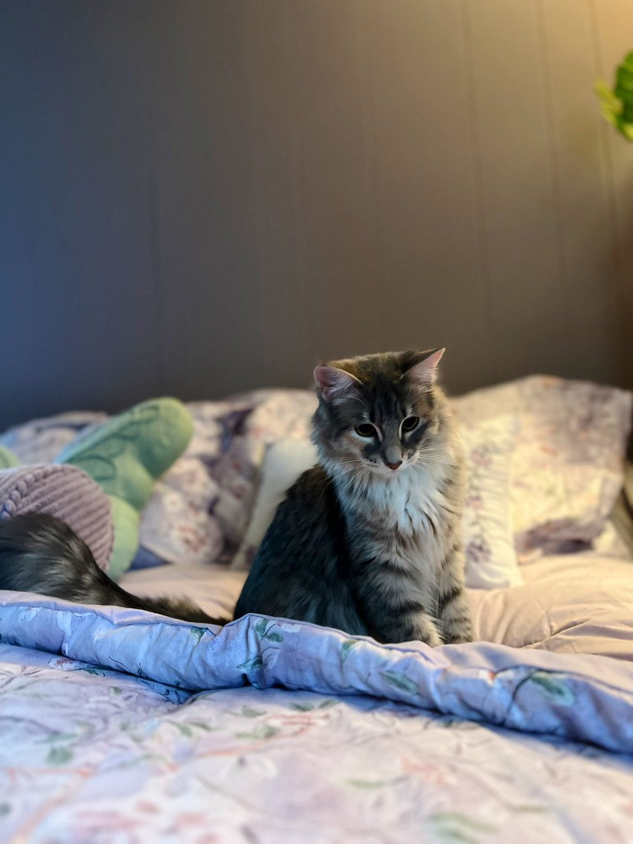 Scarlett Shade tweet media