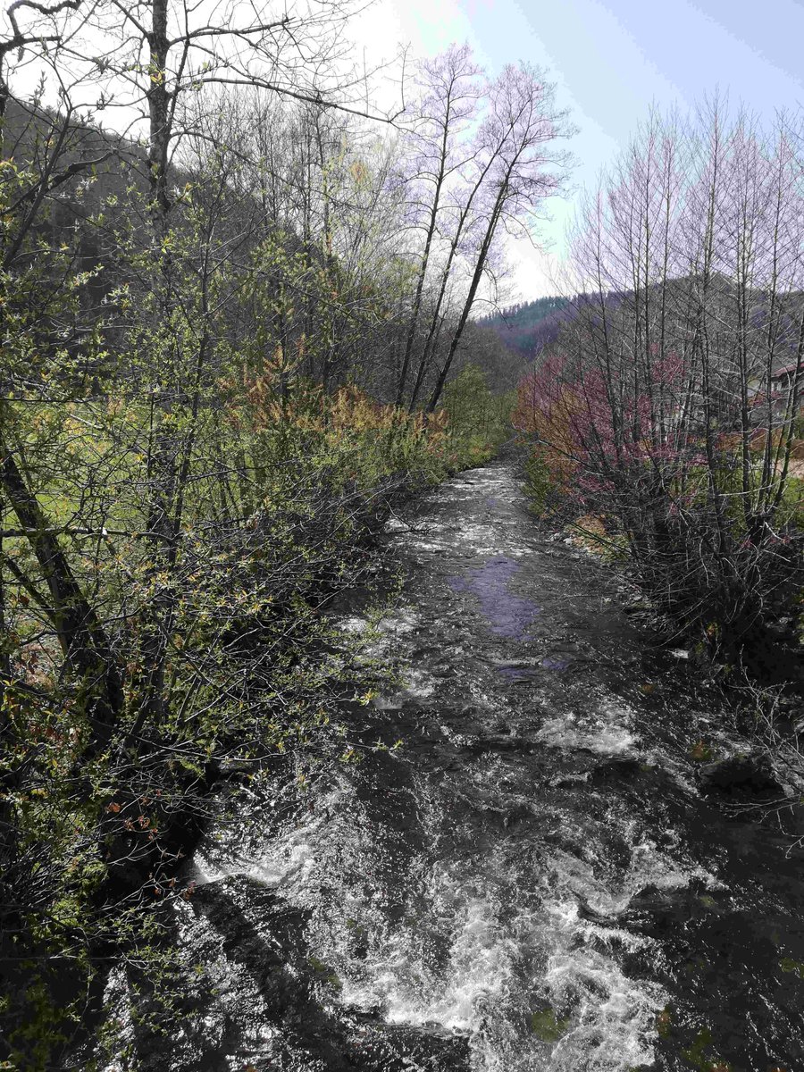 HSderSchreiber's tweet photo. Ein "wildes" Bild vom Fluss #Wiese. Aufgenommen am 26. März 2024 bei #Utzenfeld. https://t.co/q4nfYPevTx