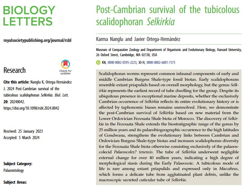 For a perfect #WormWednesday, @InvertebratePal and I can introduce our newest species Selkirkia tsering! This worm is from the ~475 million year old Fezouata fauna, and has important implications for how we understand early animal diversification! tinyurl.com/3p3m5yh2