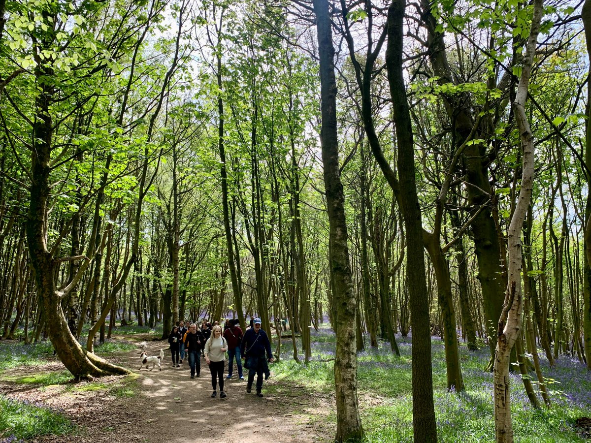 We're going on a bluebell hunt 🌷 The Chamber's next Netwalking will be on 2 May, 10am-12pm at Stanmer Park. Led by @steveinbrighton, we'll be walking, talking and looking out for the last bluebells of the season. Find out more and book 👉 bit.ly/4augurY