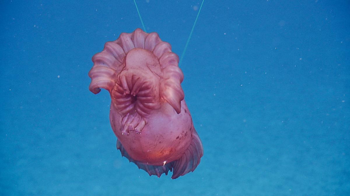 #WildlifeWednesday: The #Enypniastes sp. #seacucumbers have webbed swimming fins to 'soar' in the currents and away from predators while searching for new food patches. #Holothorians like these are decomposers and important nutrient recyclers to secure carbon on the #seafloor.