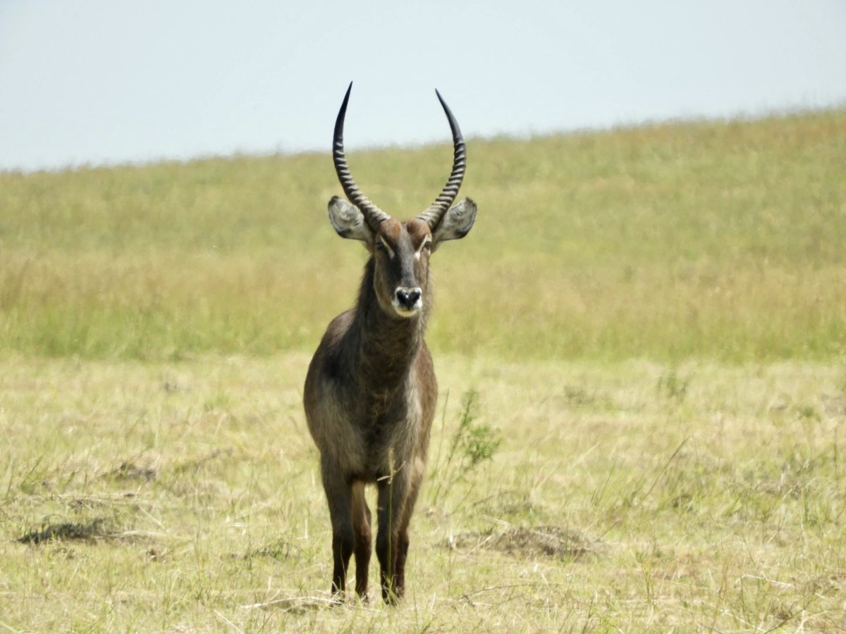 Stockfarmmag's tweet photo. Potchefstroom catalogue #gameauction hosted by #UbiqueAuctioneers on 6 April 2024 at 11:00 live on online via the Meerkat App. Contact Rudi 0824907686 or Hendrik 0833475325 or click on https://t.co/HvCWh5GLbw for more information. #MeerkatOnline https://t.co/in3cKJxL5m