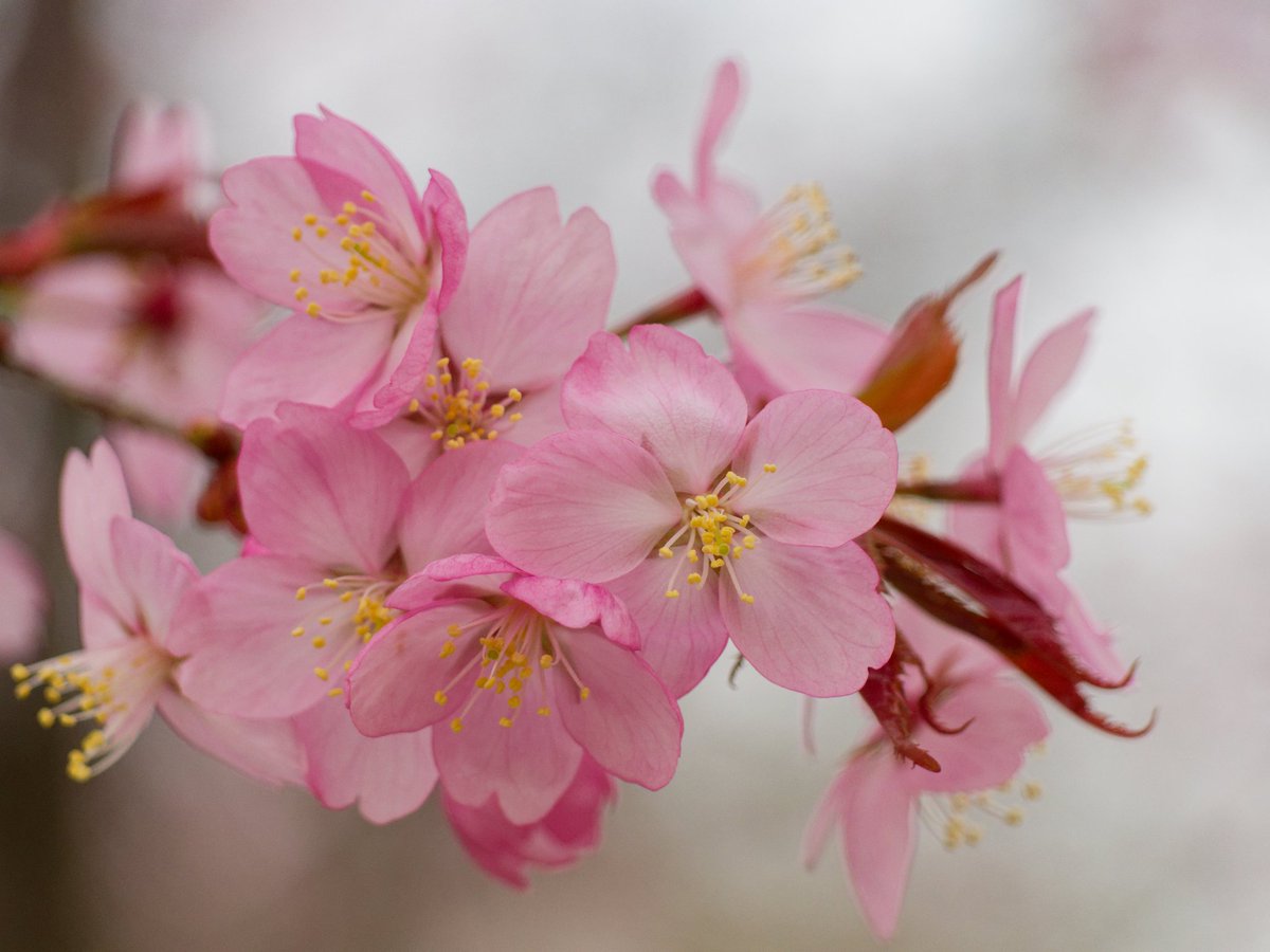 Jedes Jahr rund um Ostern gehört auch das Außen(!)gelände der @DNB_Aktuelles zu den schönsten Orten der Welt ;) #Kirschblüte #Frühling