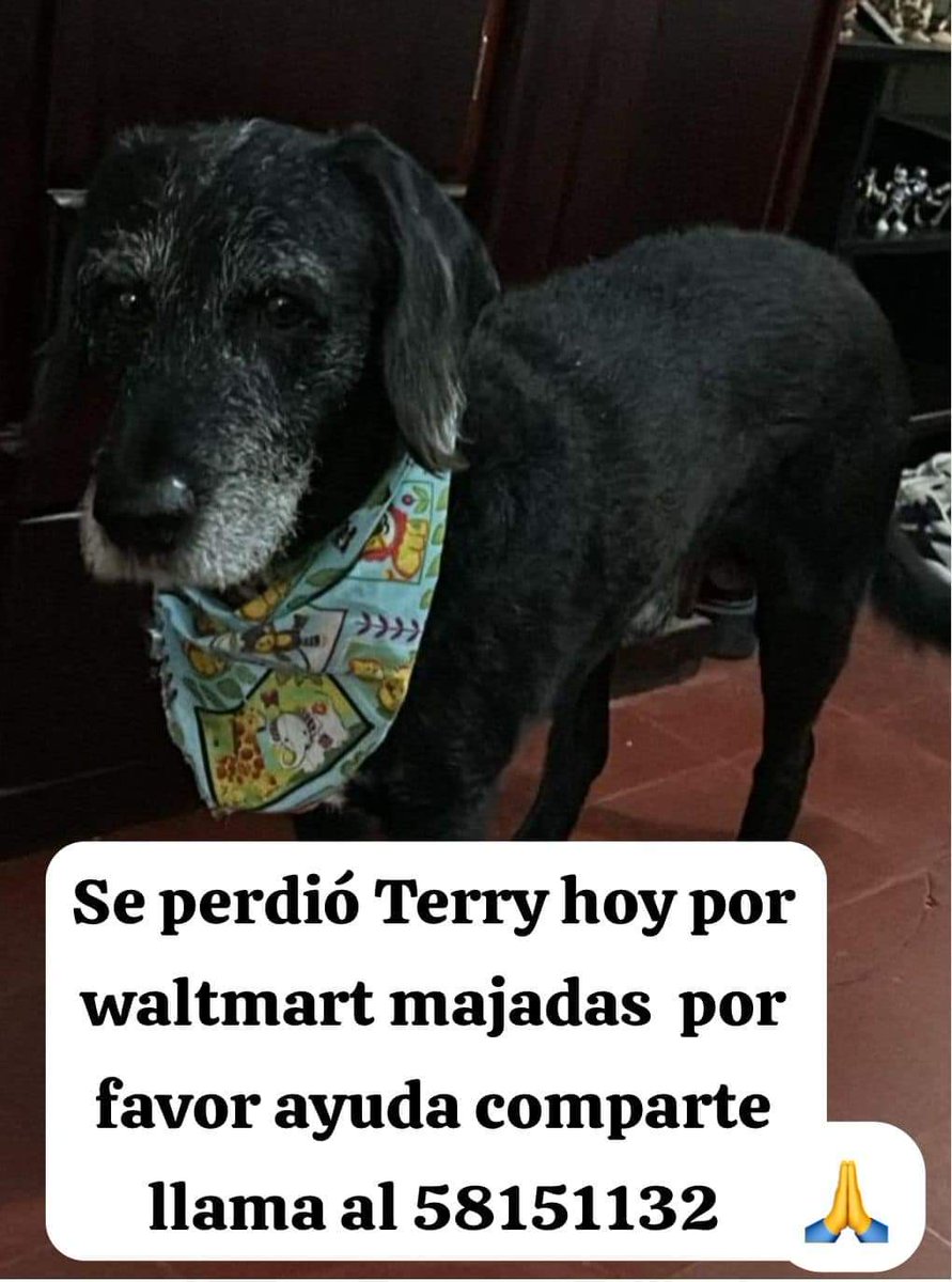 Gt502Mascotas's tweet photo. Terry.... https://t.co/JQAttH2HAQ
