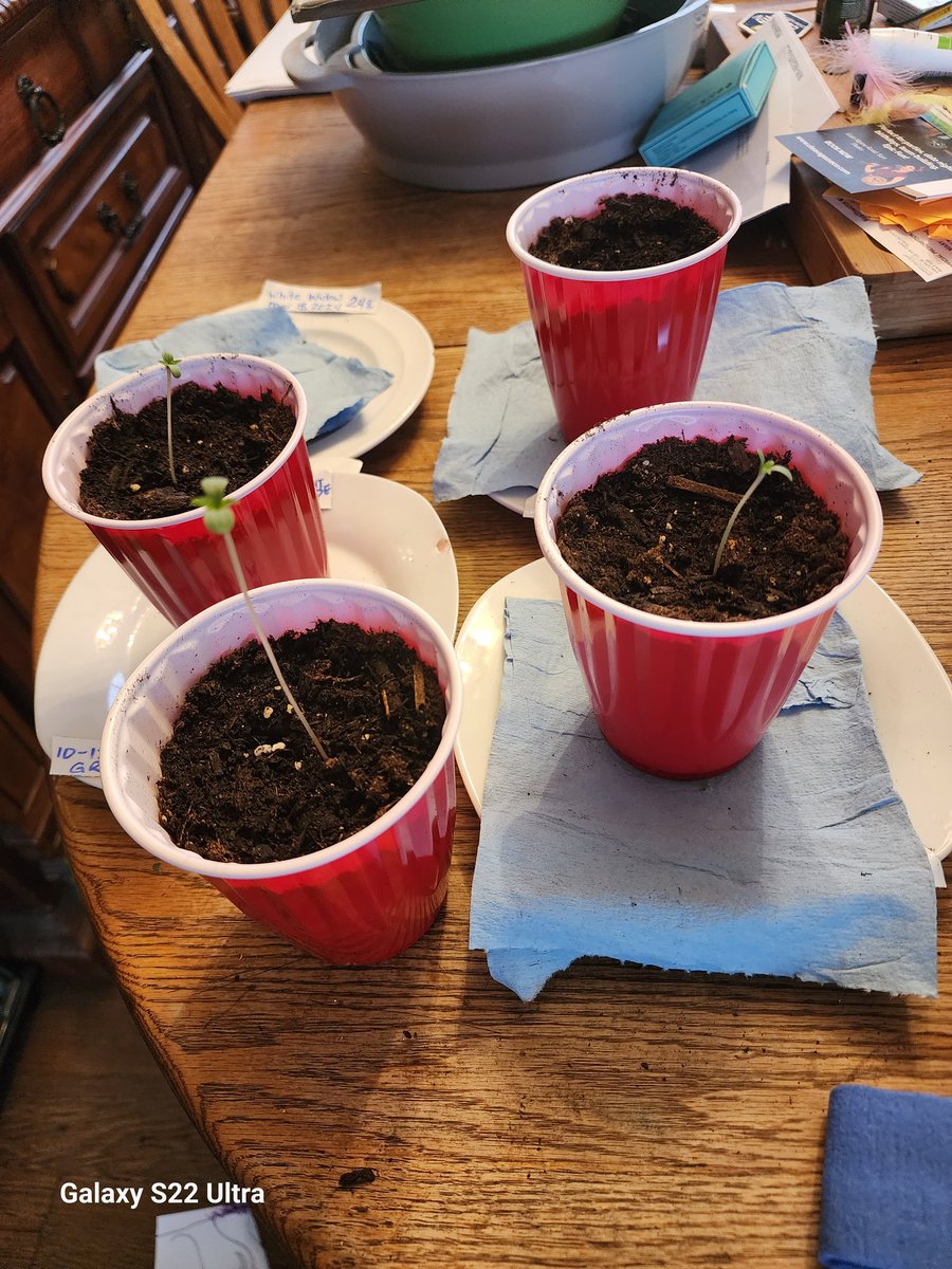 And so it begins .... #growyourown #whitewidow #skittles #greencrack #StonerFam #