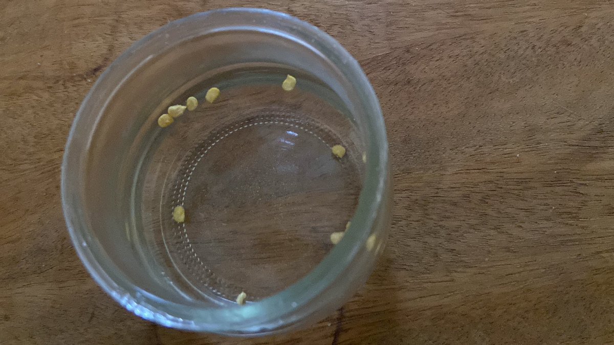 AixeMatrice's tweet photo. 🔴Je mets mes graines de #Piments dans l’eau chaude ! Pour les sèmerais demain soir! https://t.co/N5f48eHHmy
