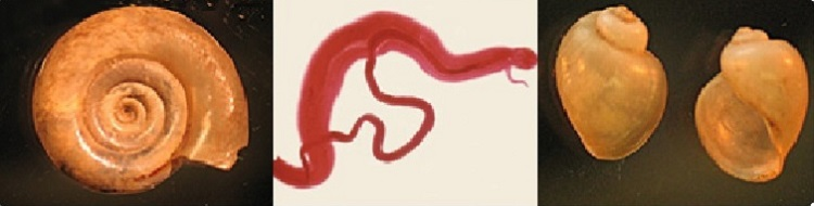 Schistosomiasis
*Schistosoma eggs get into water when infected people urinate or defecate in the water
*Lives in snails in fresh water
*Cercariae leave the snail
*Penetrate skin
*S. mansoni, S. haematobium, and S. japonicum