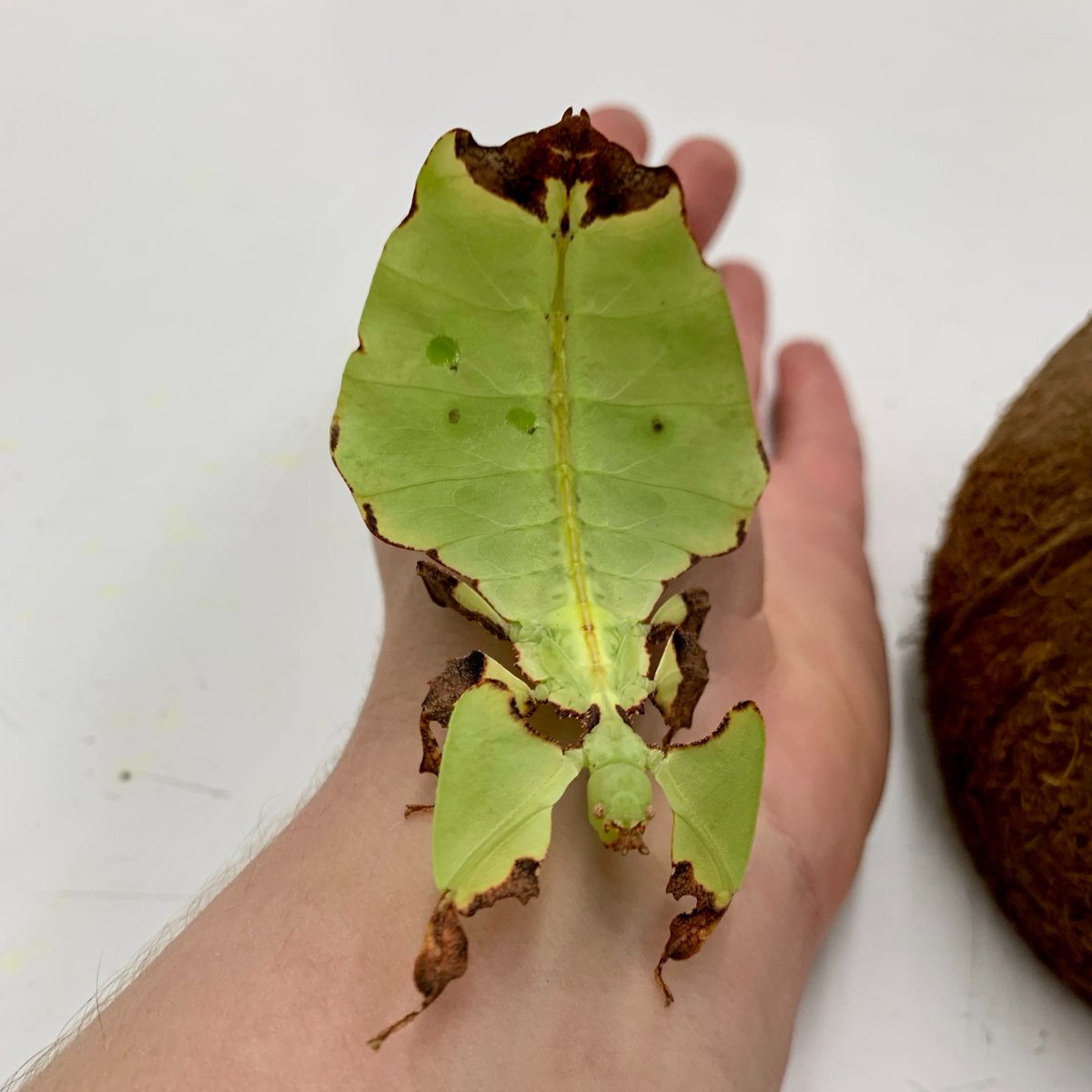 Check out this leaf insect! Leaf insects stay safe in their forest home by looking just like the leaves surrounding them. Their disguise is one of the best found in nature, even copying the veins and brown edges found on leaves. 🍃