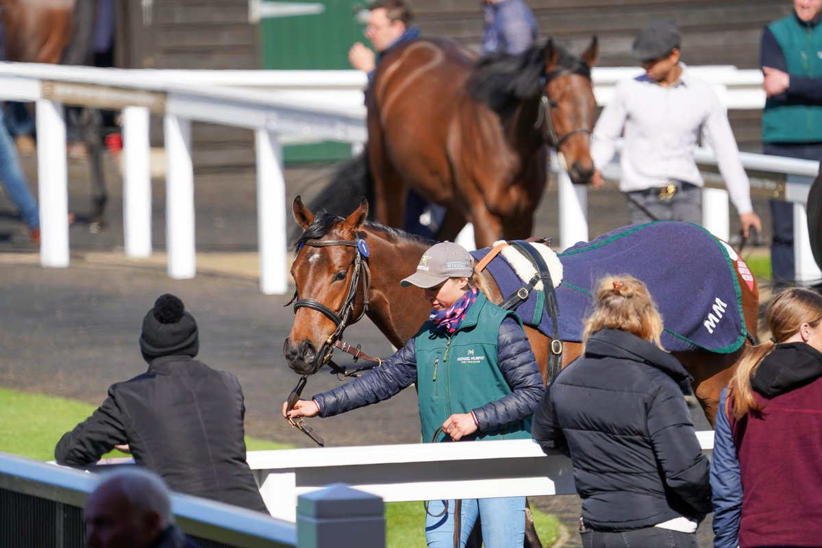 🗣️ 'I was bidding from my kitchen table dreaming of Cheltenham at every click of the bid button!' Buyers from far and wide help Tattersalls March Sale gross 389,000gns 👉 bit.ly/4aceTqO