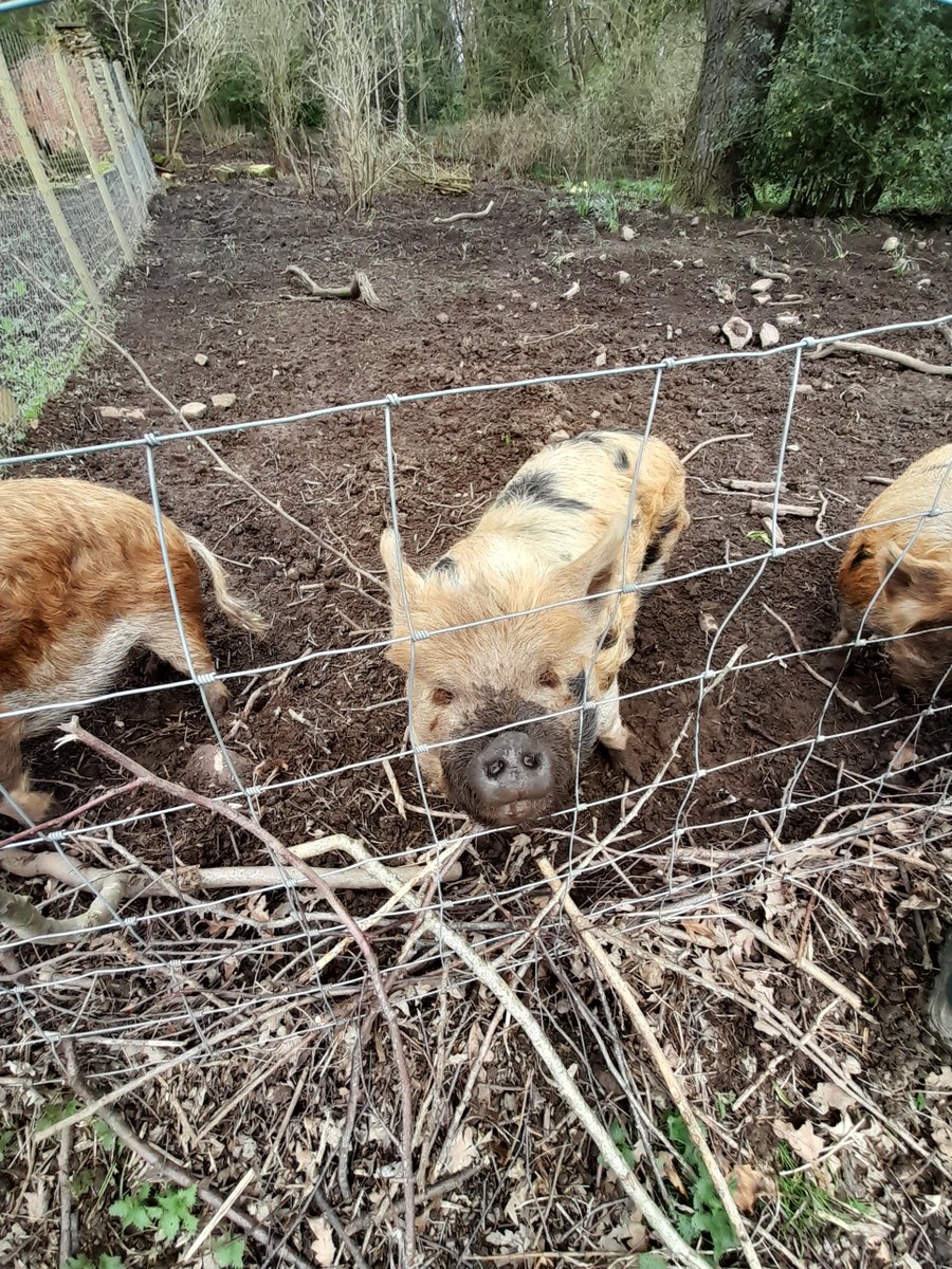 Thanks to Tanya and her colleagues at Living Potential Farm for inviting us from Linking Leeds  to see the farm and talk about how they are involved in promoting wellbeing.

@lpcarefarming 
@kiralumb @InspireNorthUK @commlinksnorth@nhsleeds