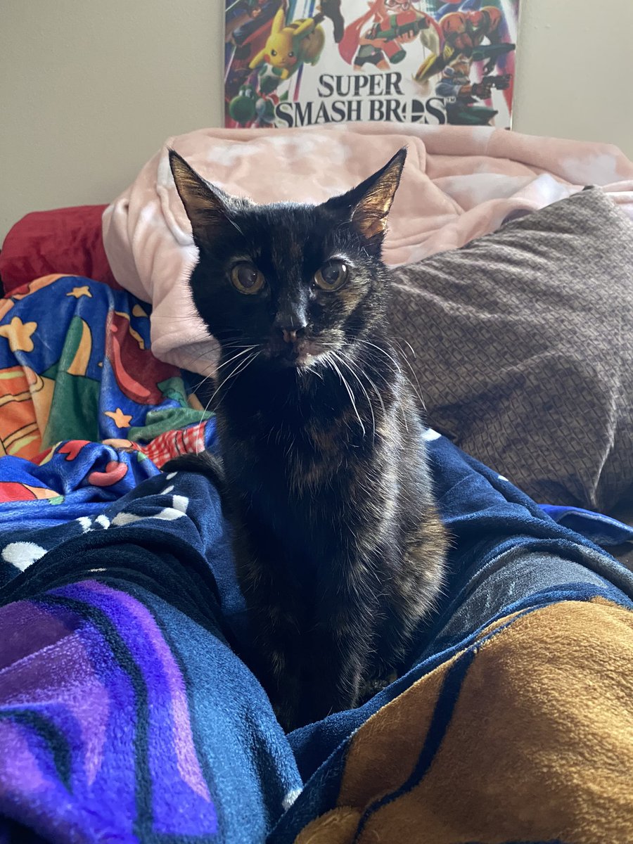 AJBake Plays 🦊 tweet media