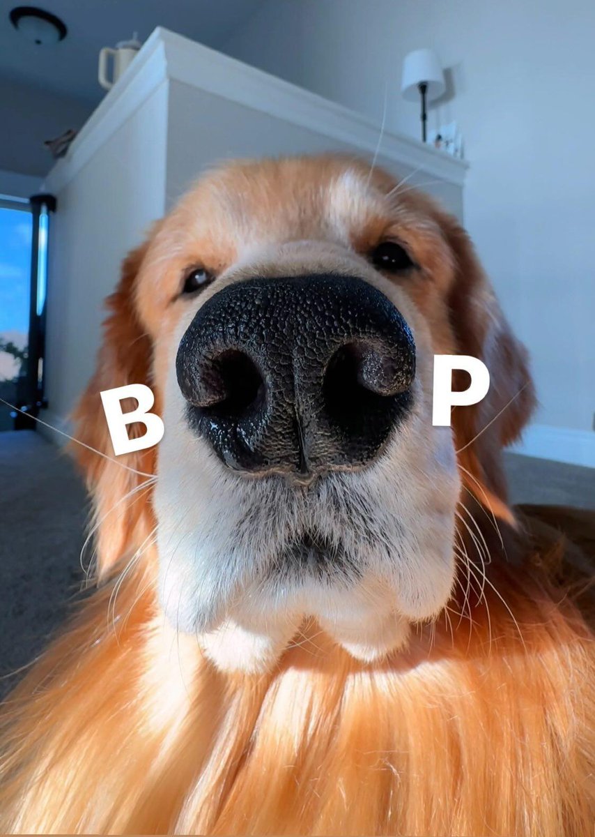 Please boop before you proceed to scroll