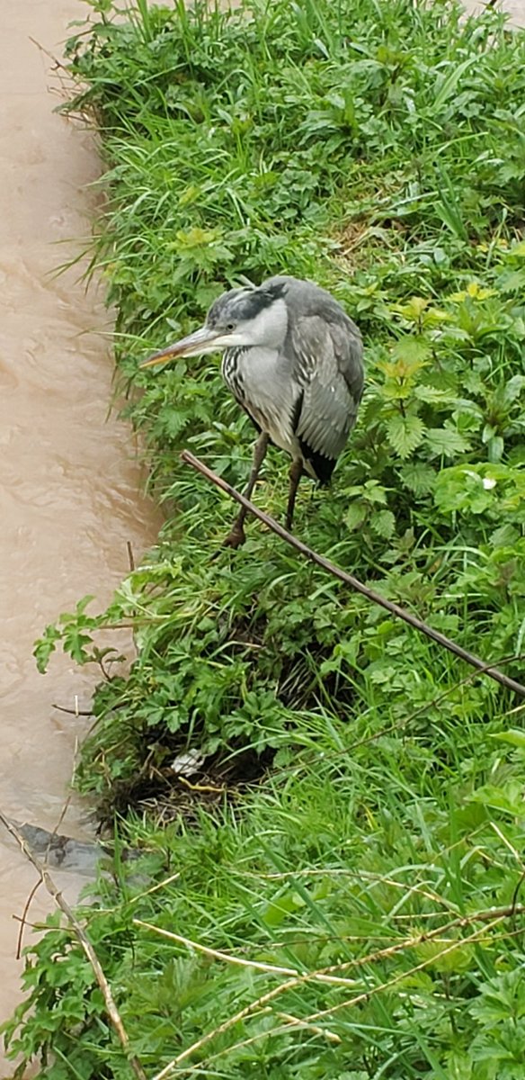 Stephen Hutton tweet media