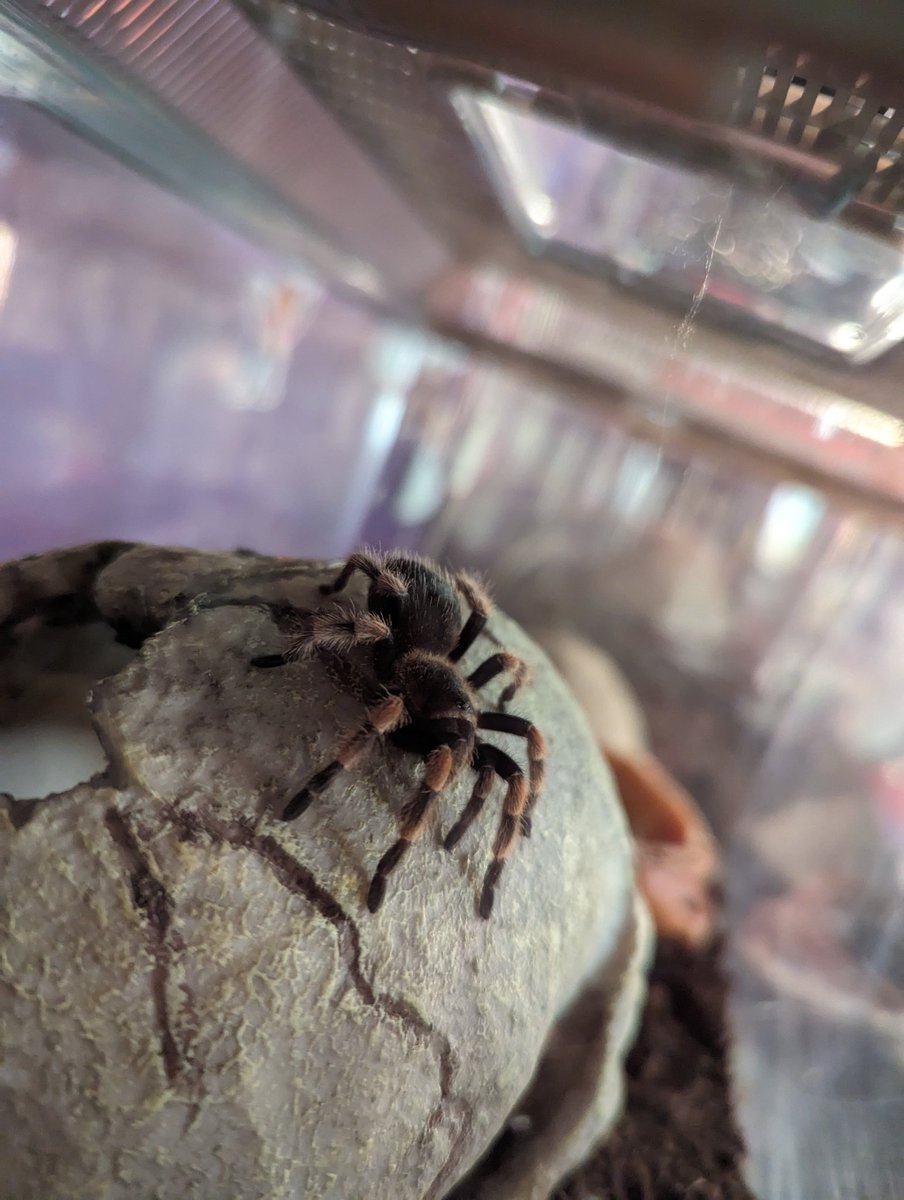 Cortana looking super Goth sitting on her skull. #tarantulas #creepycrawly