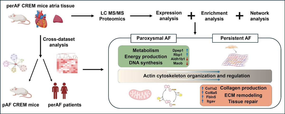 Just published! Atrial proteomics of CREM-transgenic mice with persistent AFib revealed expression changes in proteins involved in actin filaments &amp; extracellular matrix remodeling that are also present in pts with persistent AF: buff.ly/3vge7tT 

@xwehrens @Bcm_cvri