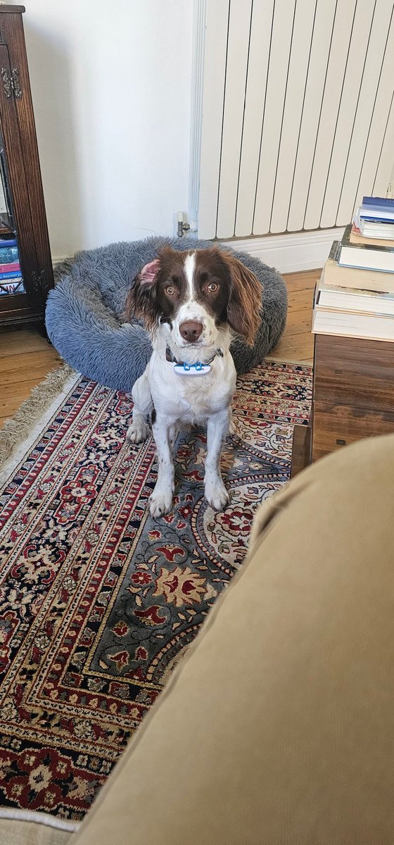 redteamJSY's tweet photo. I get the feeling someone is hinting they are bored being stuck inside when it's gloriously sunny and the beach is 2mins a way 😂
#springerspaniel #beachcalling https://t.co/kTnboHHz4T