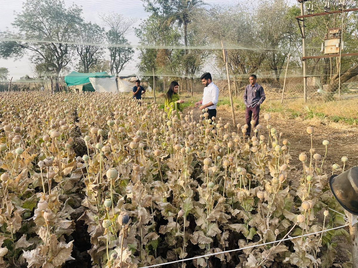 KalpitShivran's tweet photo. आज अफ़ीम खेतों का निरीक्षण किया और खेती के संबंध में जानकारी ली।
#afeem #khet #kala #sona #sdm #RAS #fieldvisit https://t.co/NFIivcPQSR