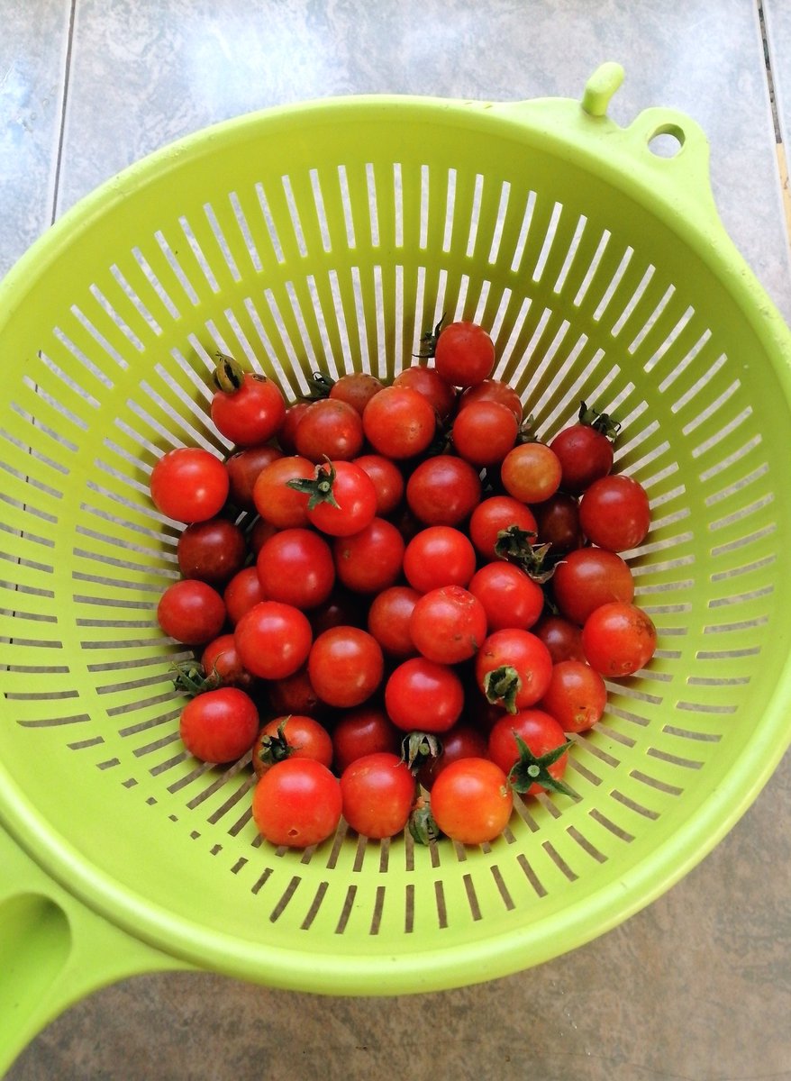 gitweeta's tweet photo. Cherry tomatoes are ready π
π Today's pasta is going to assault! #ShambaLife https://t.co/9HxpmvIQyU