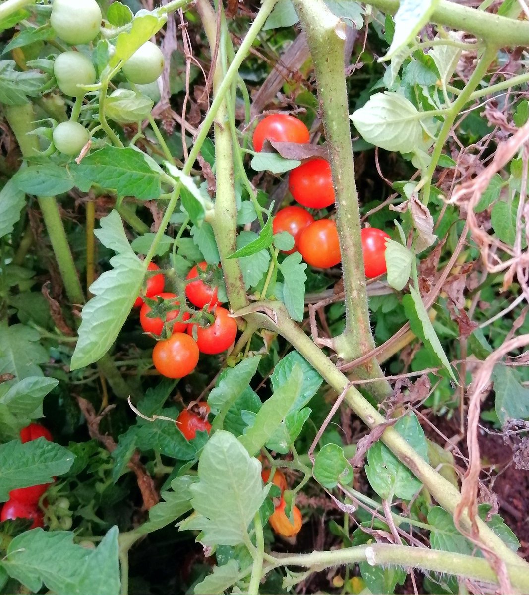 gitweeta's tweet photo. Cherry tomatoes are ready π
π Today's pasta is going to assault! #ShambaLife https://t.co/9HxpmvIQyU