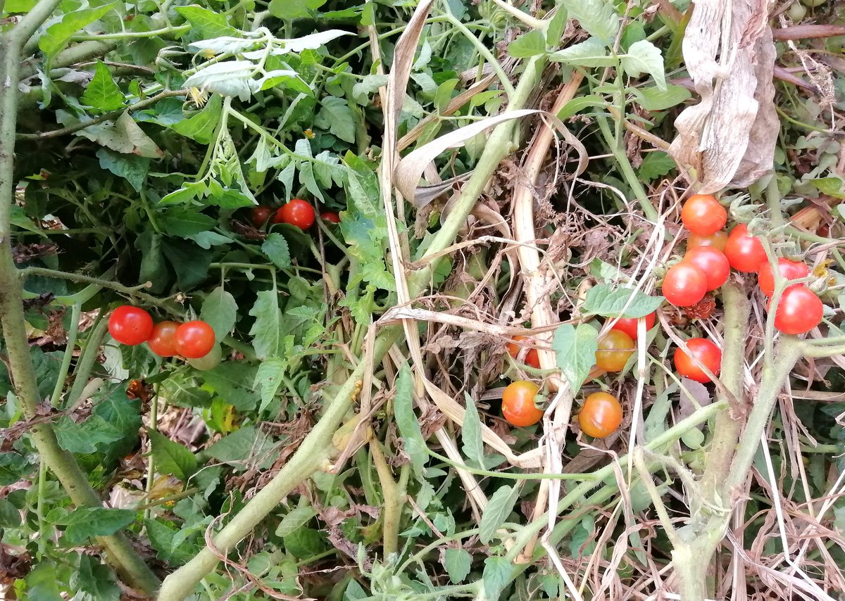 gitweeta's tweet photo. Cherry tomatoes are ready π
π Today's pasta is going to assault! #ShambaLife https://t.co/9HxpmvIQyU