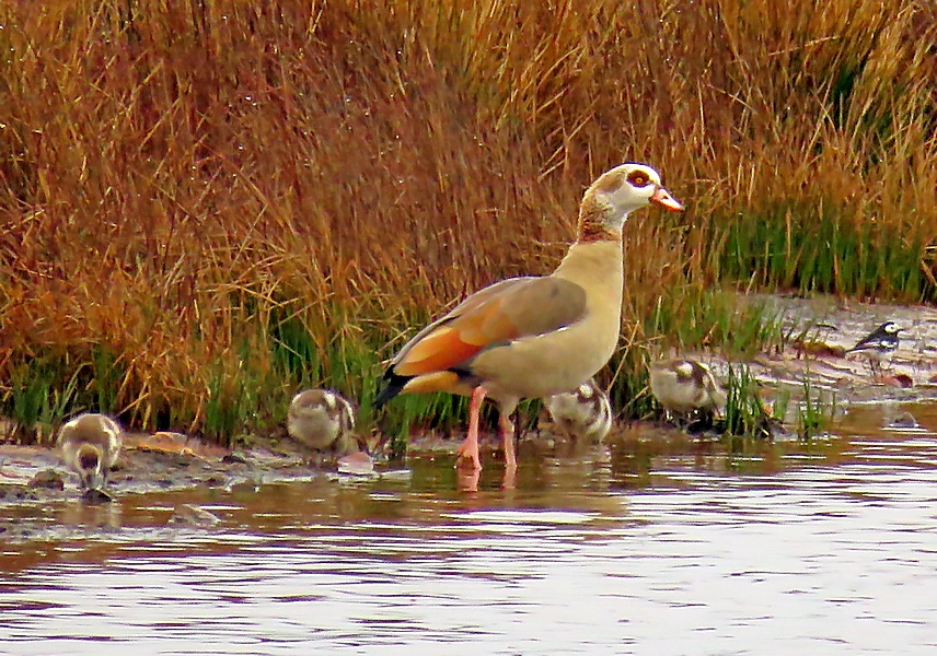 Also at Holme Lane GP were the pair of Egyptian Geese that the Barnacle Goose has been hanging around with. The pair had 5 goslings out on the edge of the pit, apparently there were originally 6!