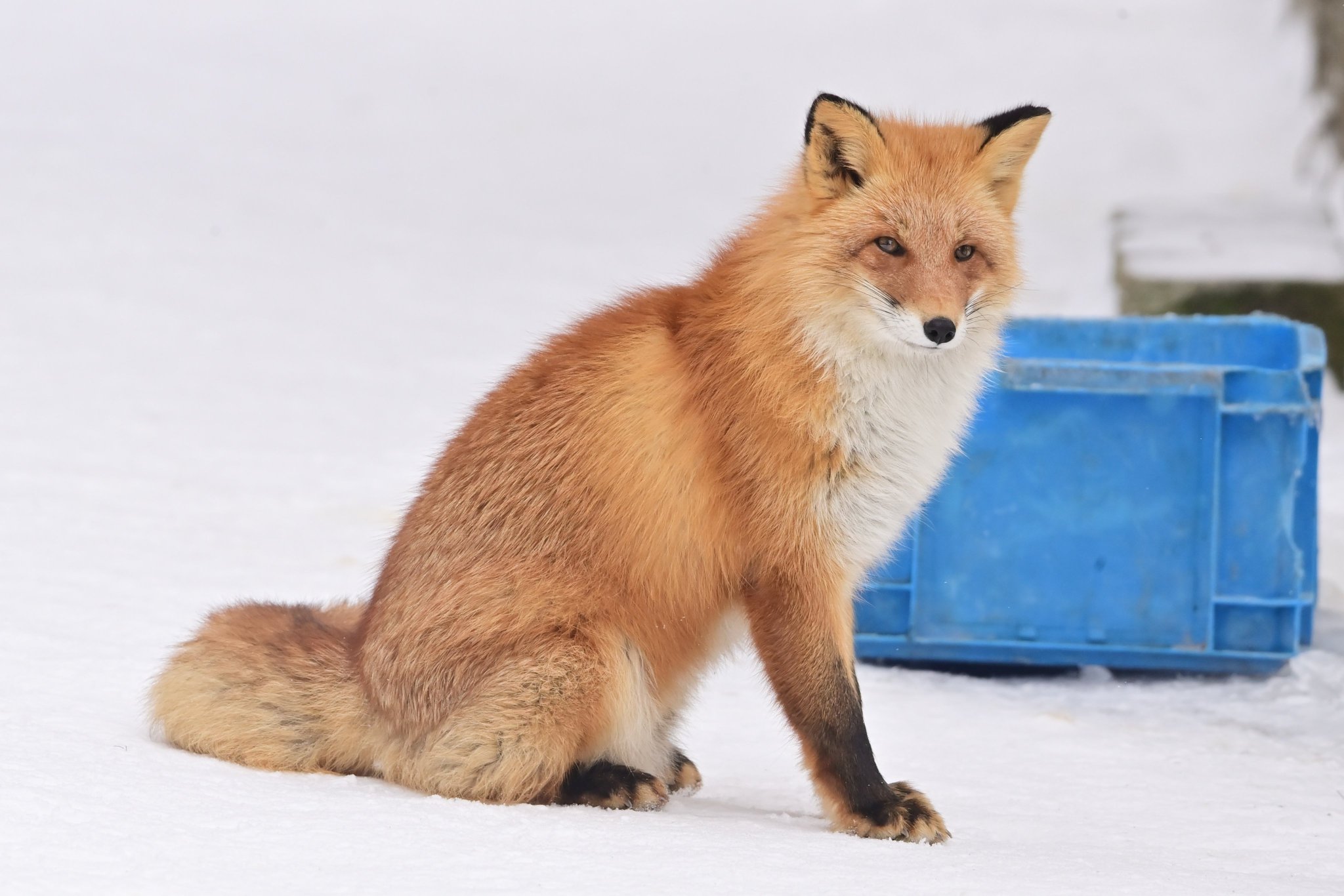 きつね 今夜はごきげん。先導してくるキナコちゃん🦊 背中を向けて警戒