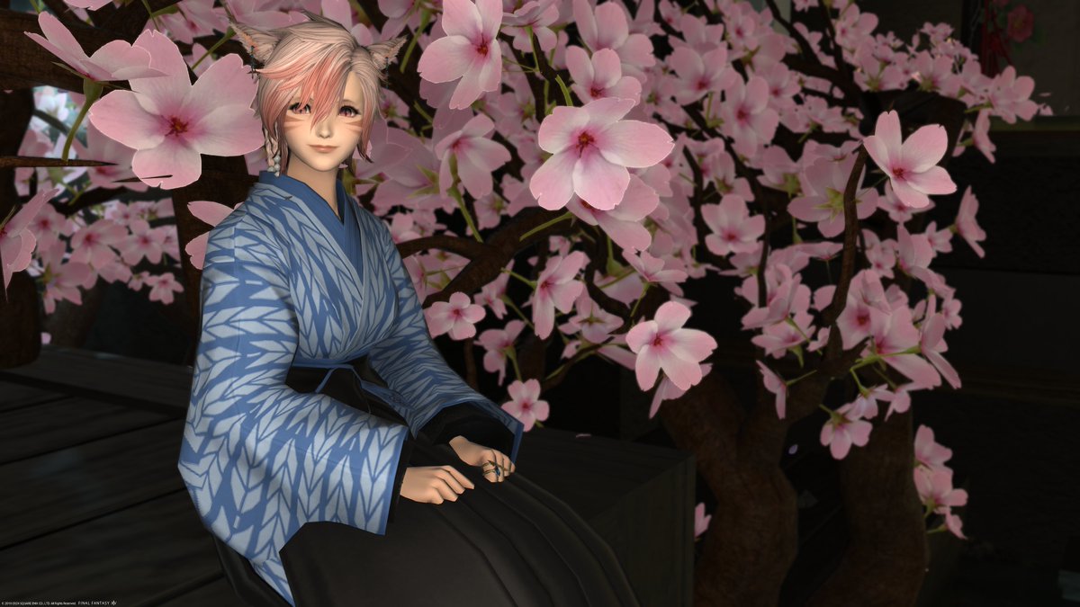 おはようございます！ 『徒桜』さんでSSを撮ってきました。 満開の夜桜をテーマにされたスタジオさんで、アパルトメントの中にぎっしり桜が咲いてます。 立体的に配置されていて、色々な角度からSSが撮れる様に工夫されているようです。 #うねスタジオ #おはミコ #ミコッテ #本日のミコッテ #FF14