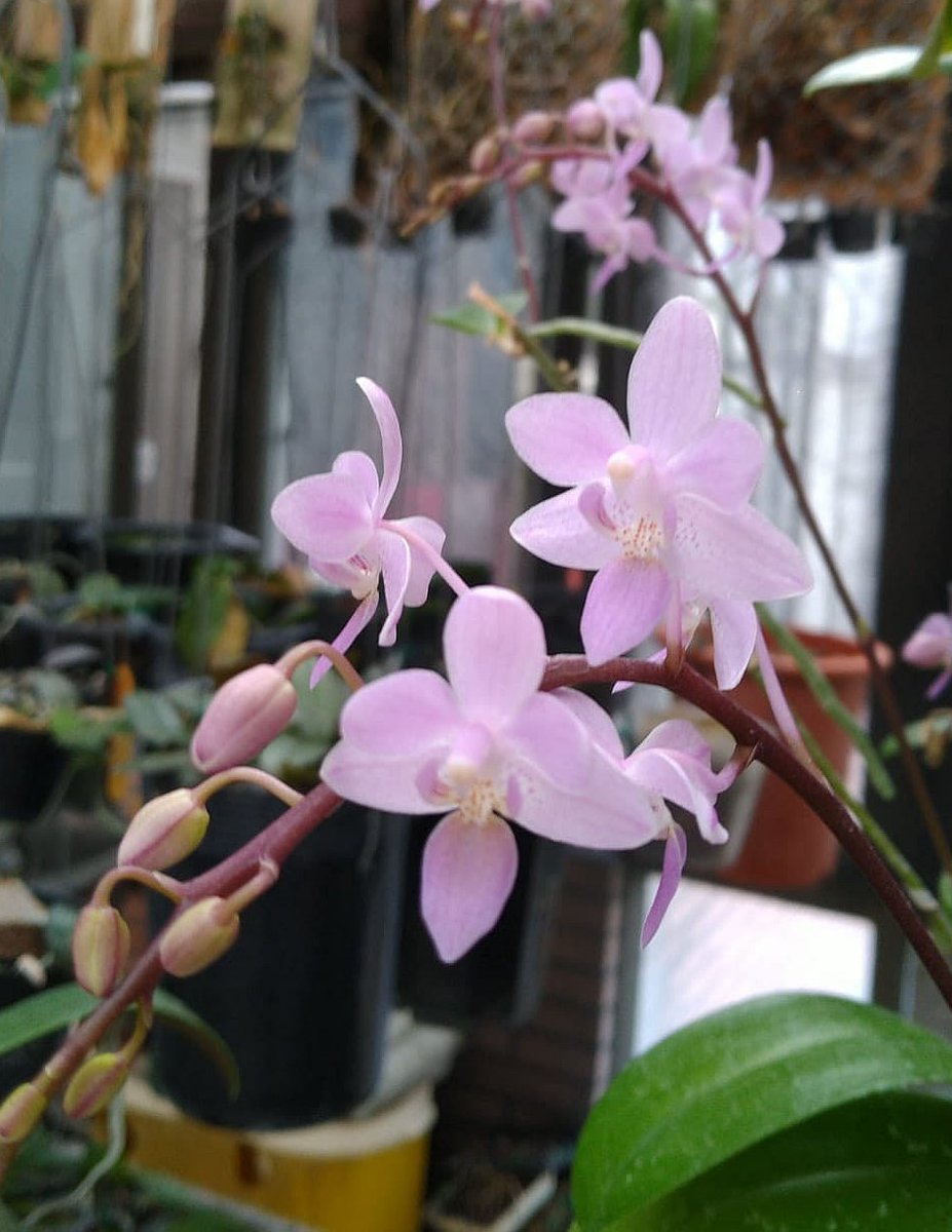HagiroKan's tweet photo. icday@fowpal.org #changetheworldwithconscience #education,#music,#orchids,#ferns,#gardening ,#nature,#Photography,#Love,#Peace
▶️ MV : The Power of Love
https://t.co/4id8f49IWc
😍 Orchid species : Phalaenopsis equestris https://t.co/qTCDfACx5r