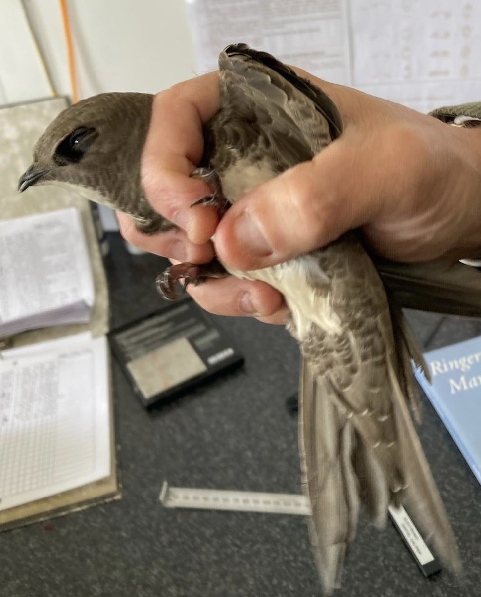 This Alpine Swift was brought into #jewsgatefieldcentre this morning. Much larger than expected with needle like claws. Quickly ringed by us and released by the guys at the raptor rehabilitation unit @gonhsgib