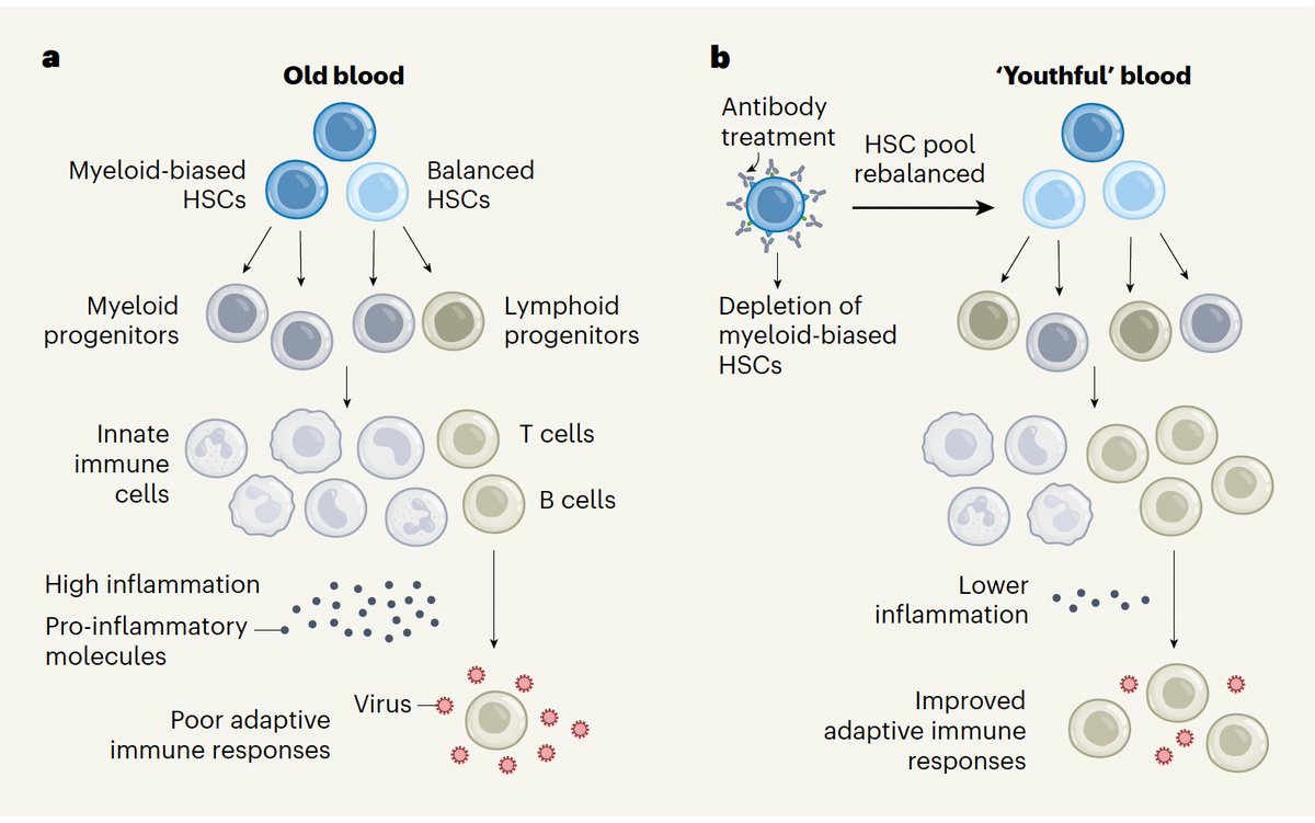 🆕 <a href="/Nature/">nature</a> 
Rejuvenating the aged immune system with antibody depletion of blood myeloid stem cells @justsaysinmice 
 nature.com/articles/s4158…
nature.com/articles/d4158…
 <a href="/HOSTvsVirus/">Kim J Hasenkrug</a> <a href="/SignerLab/">Robert Signer</a> <a href="/KasuYasar/">Yasar Arfat T Kasu</a>
Big implications