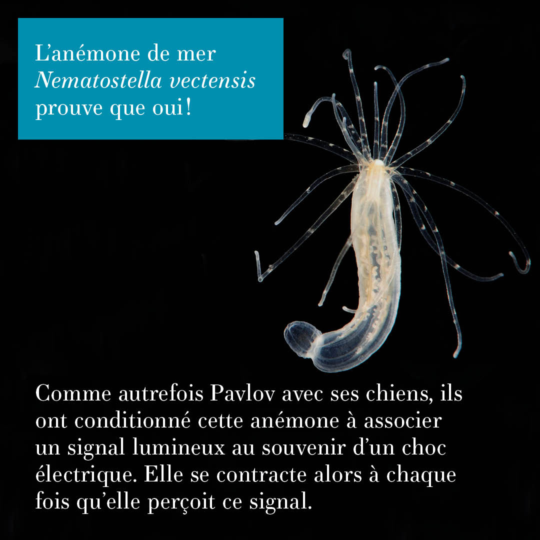 Especes_revue's tweet photo. Des expériences sur des cnidaires, des animaux au système nerveux complètement décentralisé, viennent de le montrer. https://t.co/jRoznct3Zl