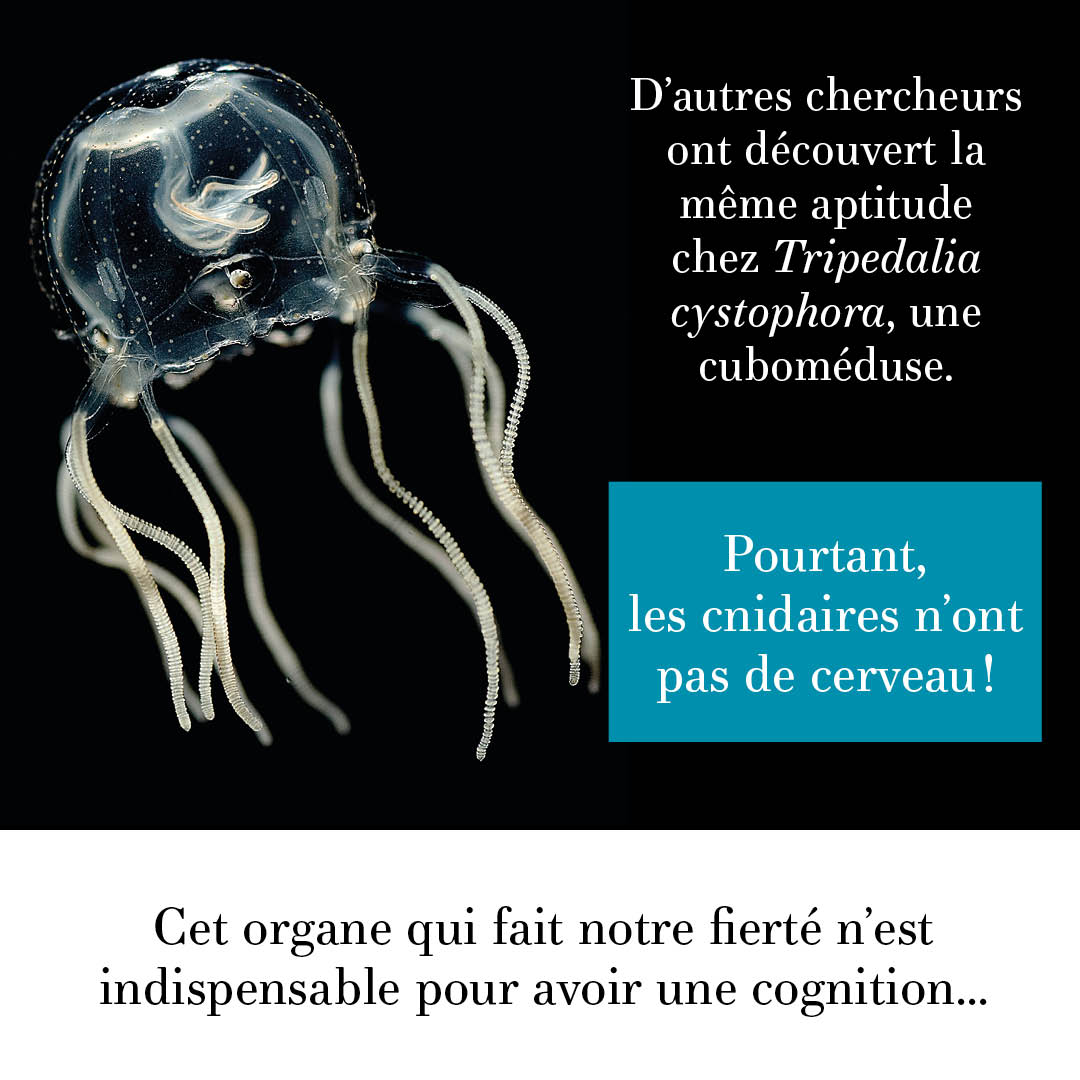 Especes_revue's tweet photo. Des expériences sur des cnidaires, des animaux au système nerveux complètement décentralisé, viennent de le montrer. https://t.co/jRoznct3Zl