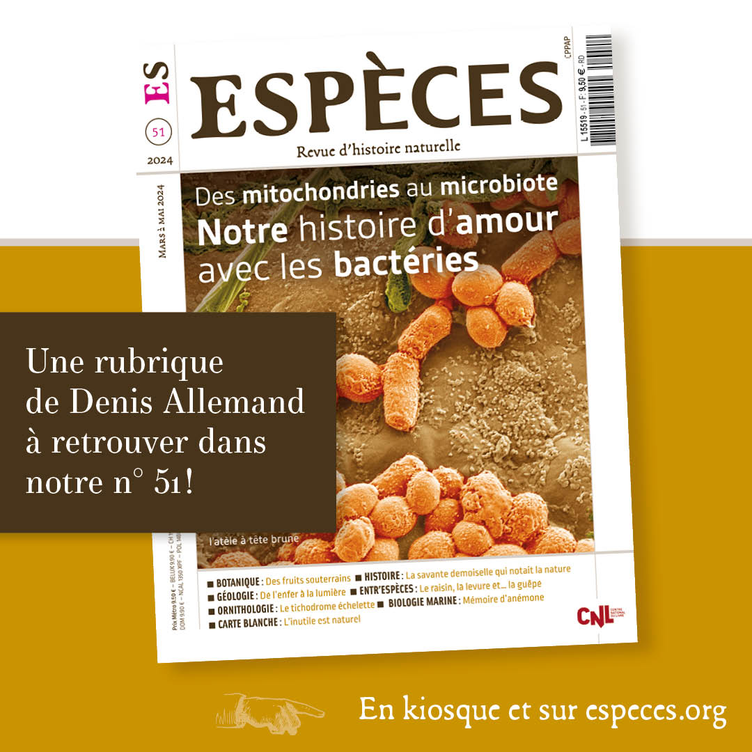 Especes_revue's tweet photo. Des expériences sur des cnidaires, des animaux au système nerveux complètement décentralisé, viennent de le montrer. https://t.co/jRoznct3Zl