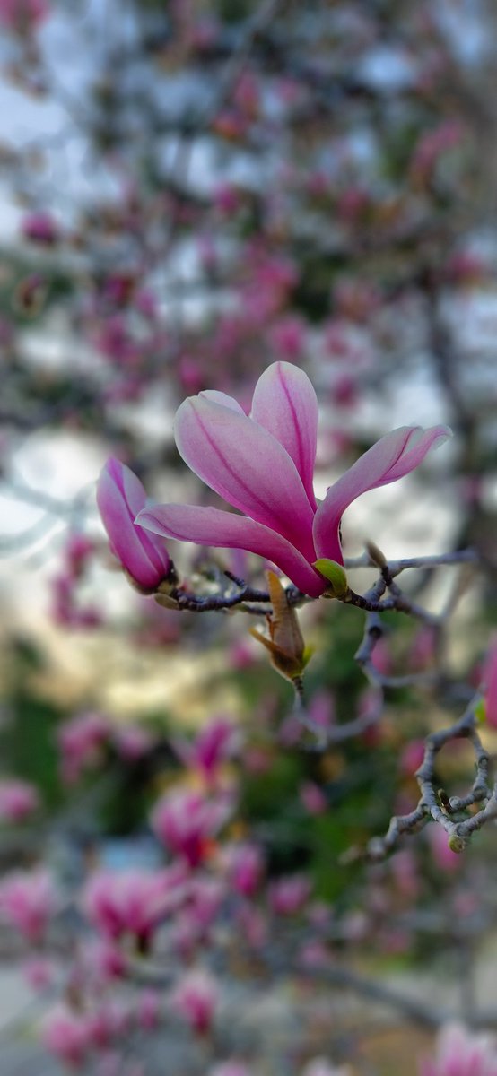 Sweet Magnolia 😍 Pne if my absolut favorite flowers 💕 #Flowers #gardening