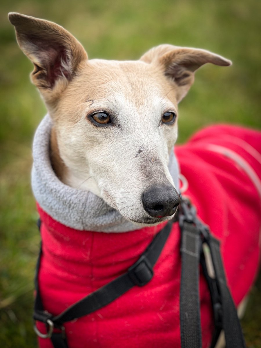ForeverHoundsUK's tweet photo. We may be biased, but we think Harry is just so handsome - with these gorgeous poses, we think Harry knows it too! 🥰

Someone will be very lucky to welcome this gorgeous whippet lurcher into their family - could it be you? 😊

https://t.co/nQRqGqsioR https://t.co/D6Xvhb4lMK