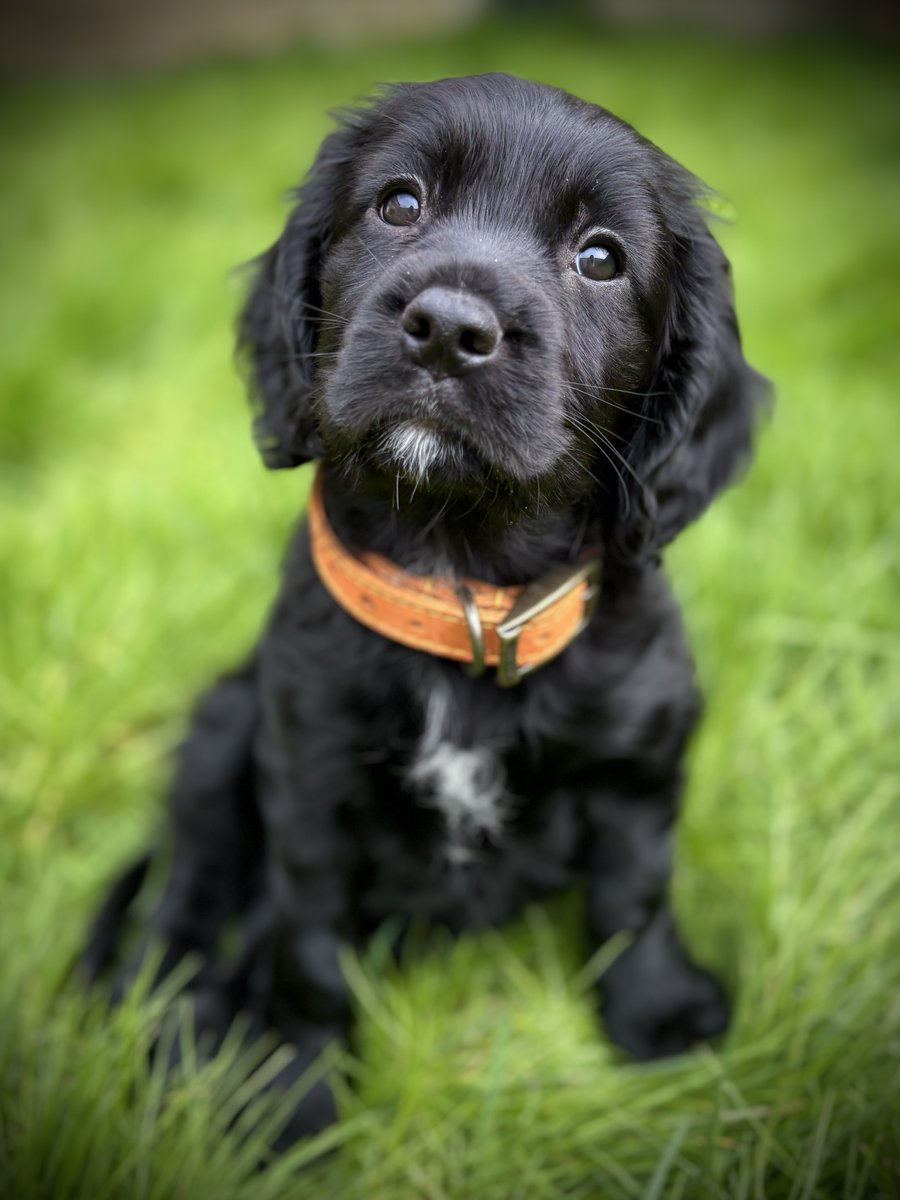 lewestonevents's tweet photo. Meet L. Frank Baum, the new addition to the Leweston Music Department. He has a lot to learn, but we are hoping he will have mastered some 'Bach' by the start of the Summer Term!
#LewestonEvents #Sherborne #DogsOfLeweston #LewestonSchool #Music #Dog #LewestonMusic #NewAddition https://t.co/JyYu5r8JMc