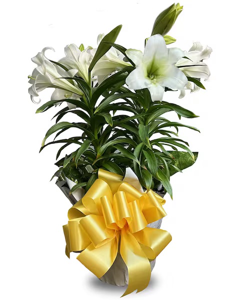 Spring into the Easter spirit with blooms that speak beauty and rebirth. 🌷 Send enchanting Easter Lilies—a symbol of purity, hope, and renewal. 🌿✨Perfect for gifting, or gracing your table this Easter. 

#easterlilies #easterflowers #florist #thriftyflorist #floristofdetroit
