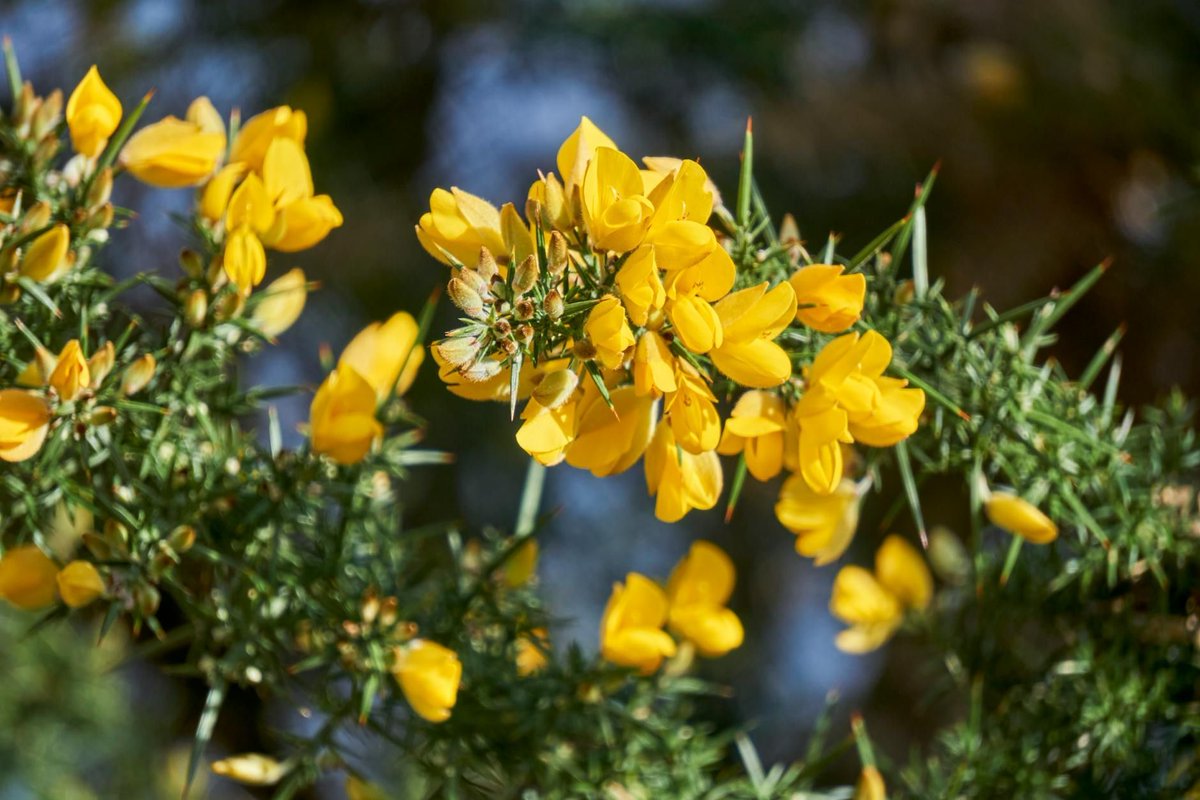 New Post: Time to unlock a hidden secret: Dartmoor gorse flower wine buff.ly/3IWOwJD