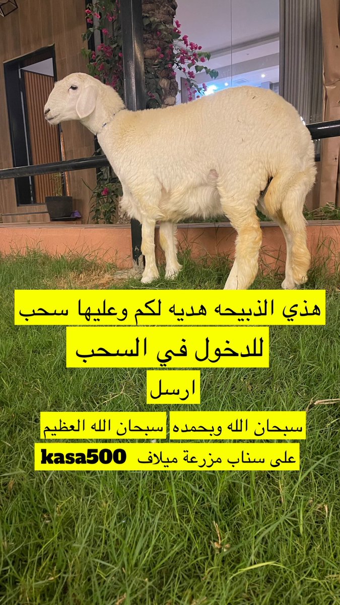 kasa_500's tweet photo. #شاليه #شالية #عرض #عروض #ميلاف #شاليهات #استراحه  #مزرعه #مزرعة   #عيد #حفل #اجازه
#الرياض #مسابقات #للايجار #تصويري #منتزهات #مخيم #كشتات #اشجار #زينه #حيوانات #طيور  #تاجير #نخل #جلسات #شوي #مطاعم #حفل https://t.co/mmKfuunIYl