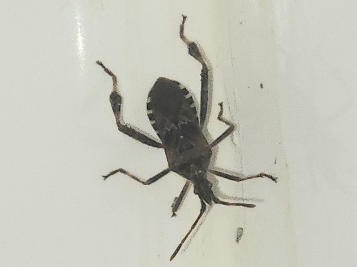 WendyBr77428471's tweet image. What in the #$%@ is that? #doesitbite and #doihavetomove? 😱🪳 🇨🇦