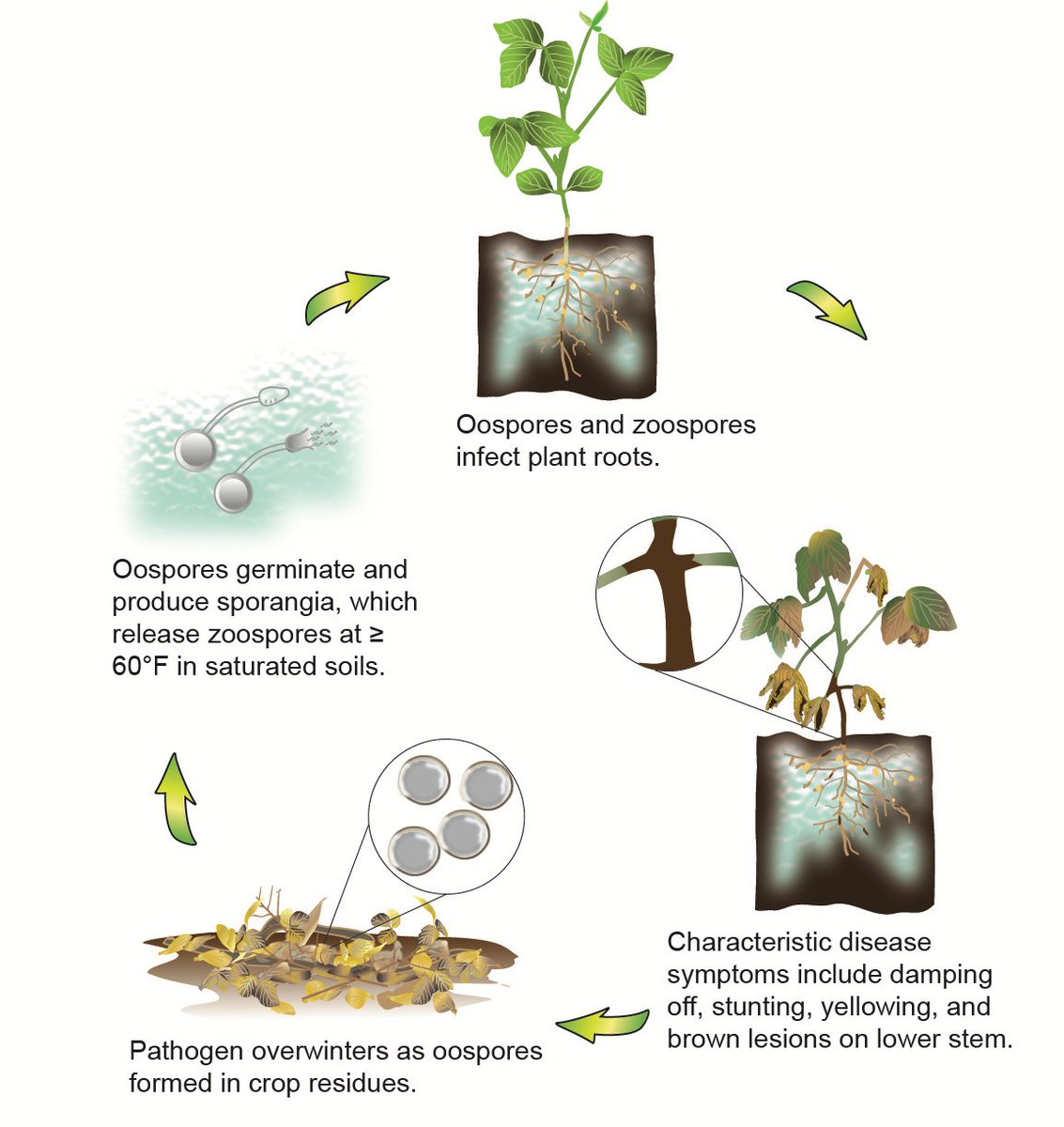 Phytophthora root and stem rot of soybean disease cycle. This disease reduced soybean yield by 18 million bushels in 2023. Extension has resources at cropprotectionnetwork.org/publications/s… and cropprotectionnetwork.org/publications/f… @cropdoc08 @baldpathologist @MandyBish1 @BorisCamiletti @cropdisease…