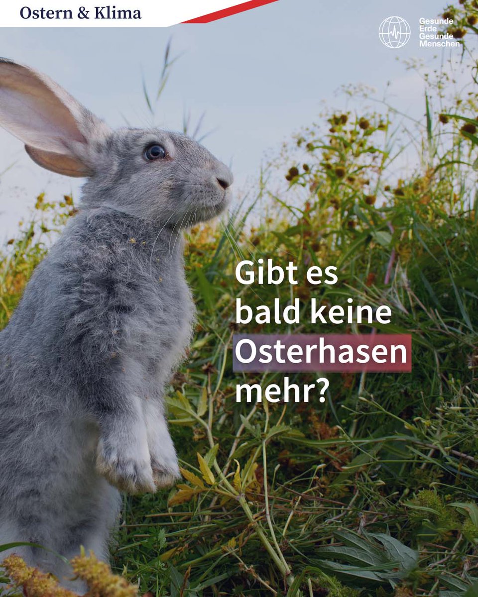 Die Hasenpopulation sinkt. Das sollten wir als Warnsignal begreifen, denn das bedeutet, dass andere Arten längst ausgestorben sind. Wir brauchen #PlanetareGesundheit: Die Gesundheit von Klima, Tieren und Natur sind die Grundlage dafür, dass auch wir Menschen gesund leben können.