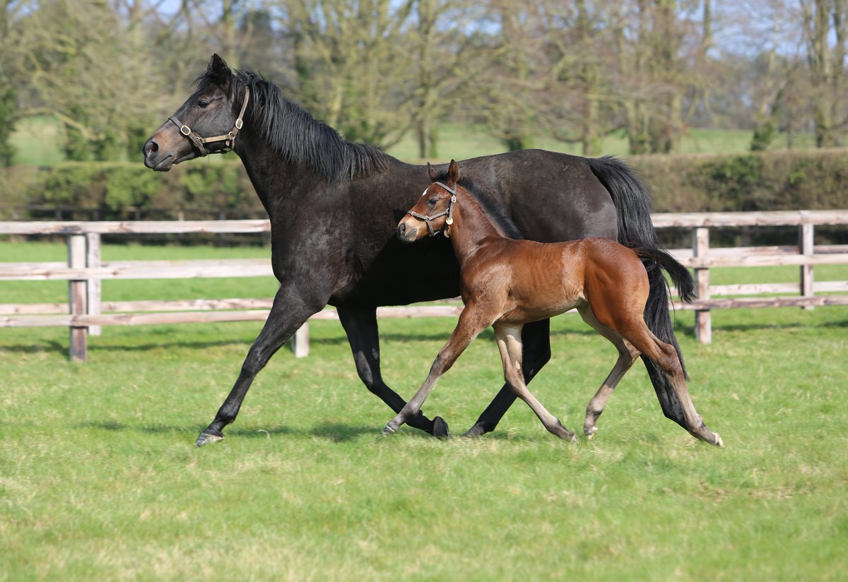 Strut into the weekend like SAND SHARE and her Frankel colt! #FoalFriday G2p Sand Share (Oasis Dream) is a half-sister to G3W Pocket Square and LW YesYes, from the family of G1W Zambezi Sun. She has a 2YO colt by Pinatubo named Zambales (Ger Lyons) and returns to Frankel in 2024.